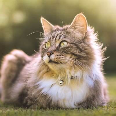 Veterinary Diagnostics Veterinary Diagnostics Services