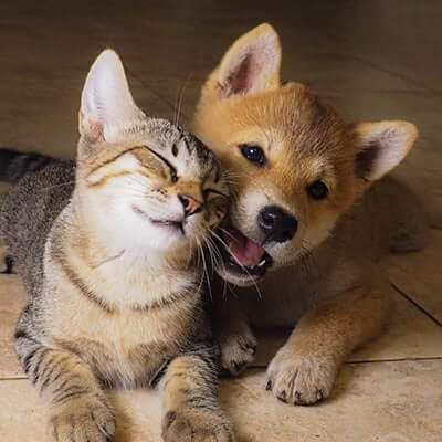Puppy & Kitten Care Puppy & Kitten Services