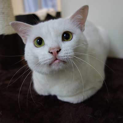 New Client Information