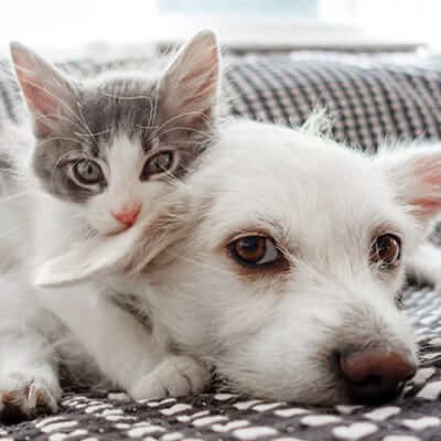 Canine & Feline Nutrition Pet Nutrition