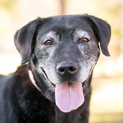 Senior Pet Care Senior Pet Services