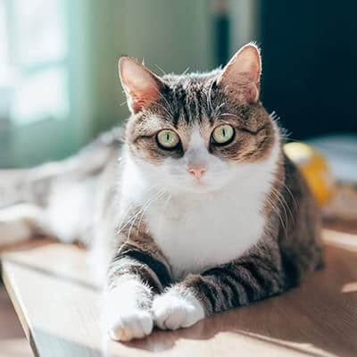 Urgent Care Services