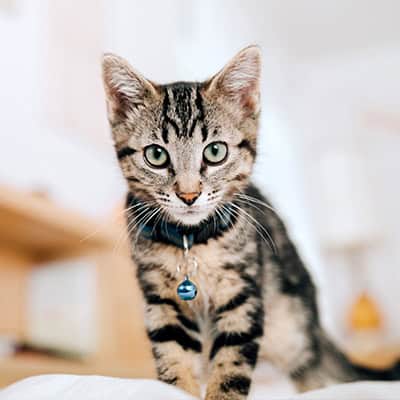 Pet Vaccinations Vaccinations