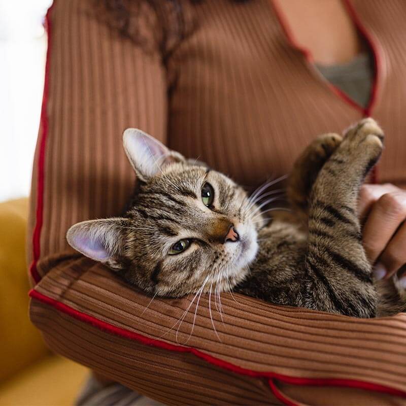 A cat being cuddled A cat being cuddled