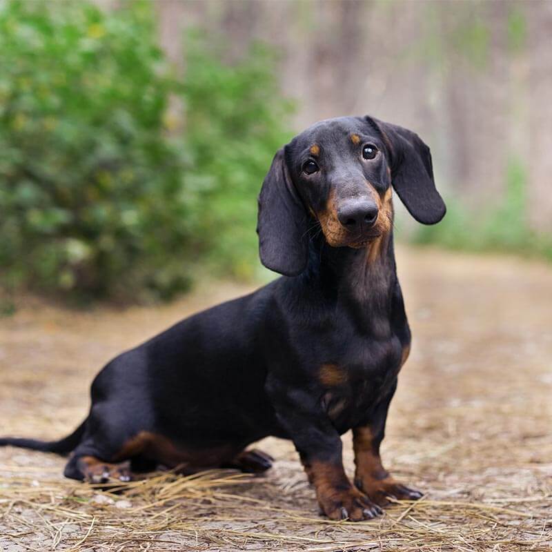 A Dachshund A Dachshund