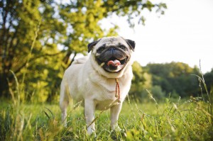 A pug standing in a field