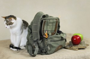 Cat And Backpack
