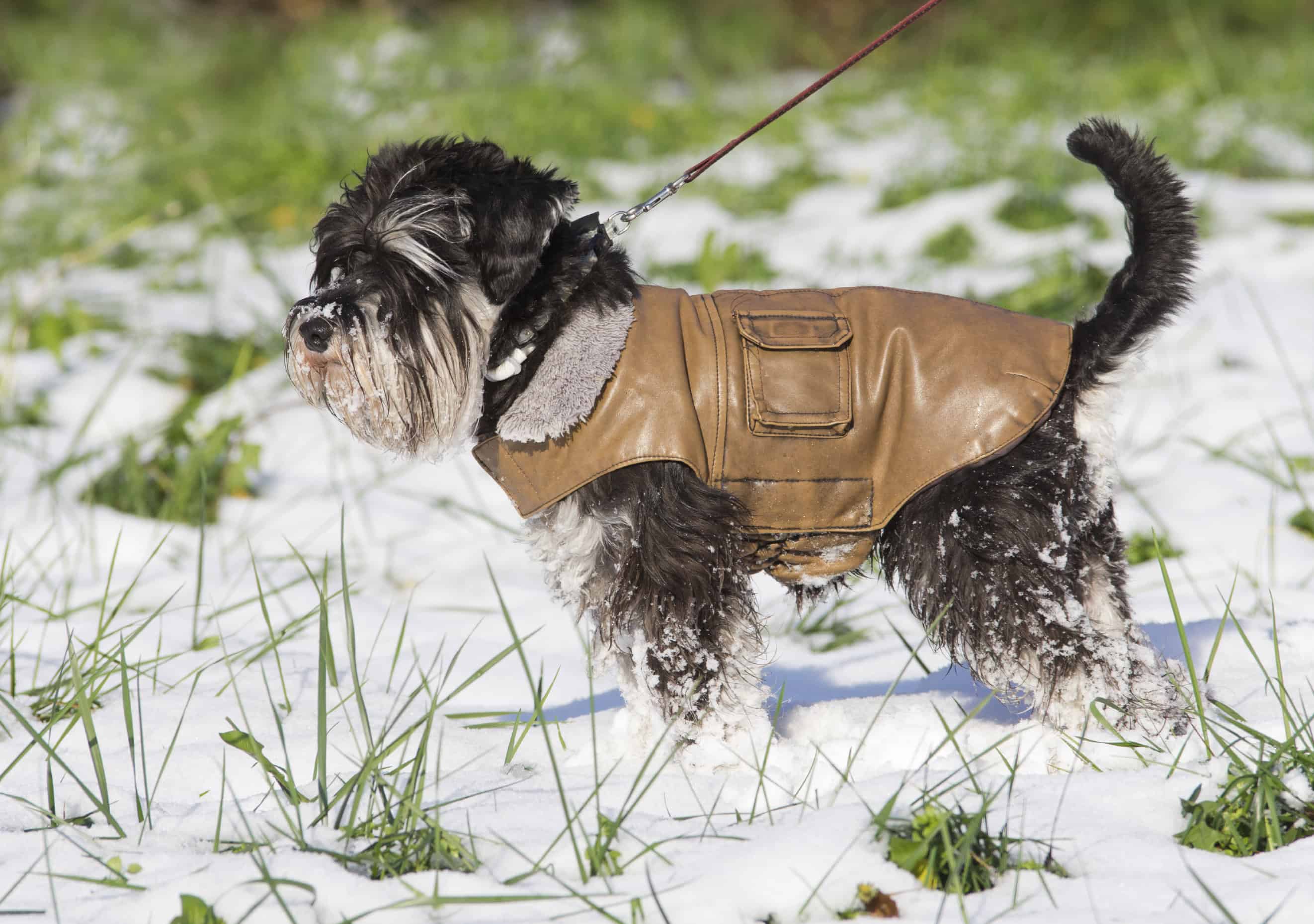 Dog coats and sweaters clearance