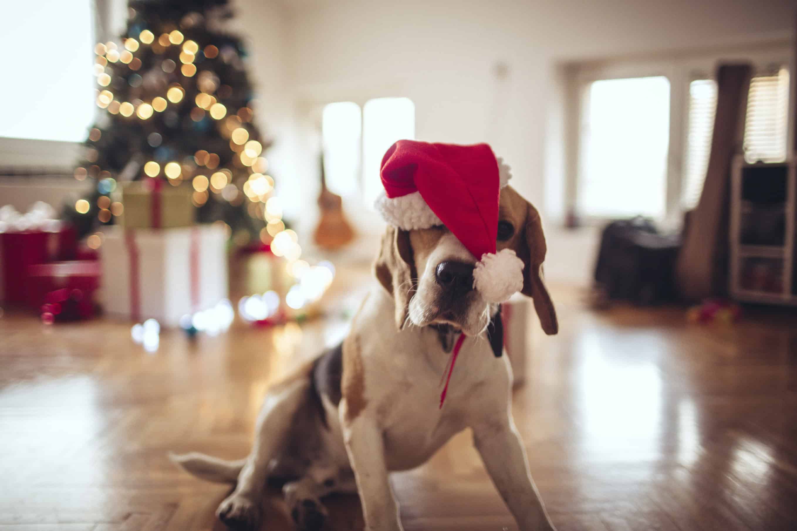 Holiday Gifts That Will Knock Your Pet’s Socks Off