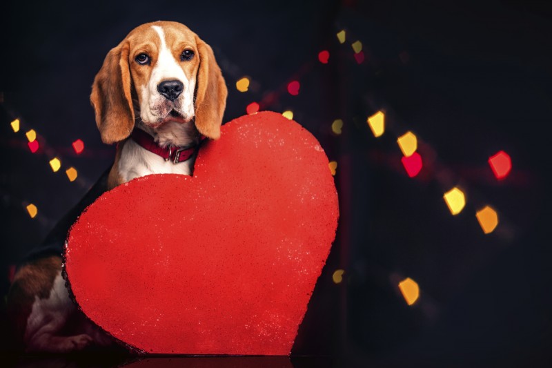 A beagle with a large red heart decoration