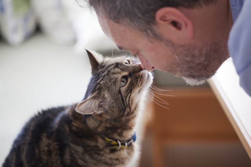 A striped brown and gray cat sniffing their human