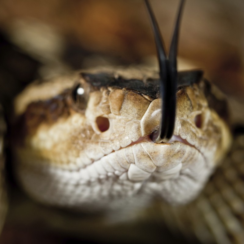 A rattlesnake's head