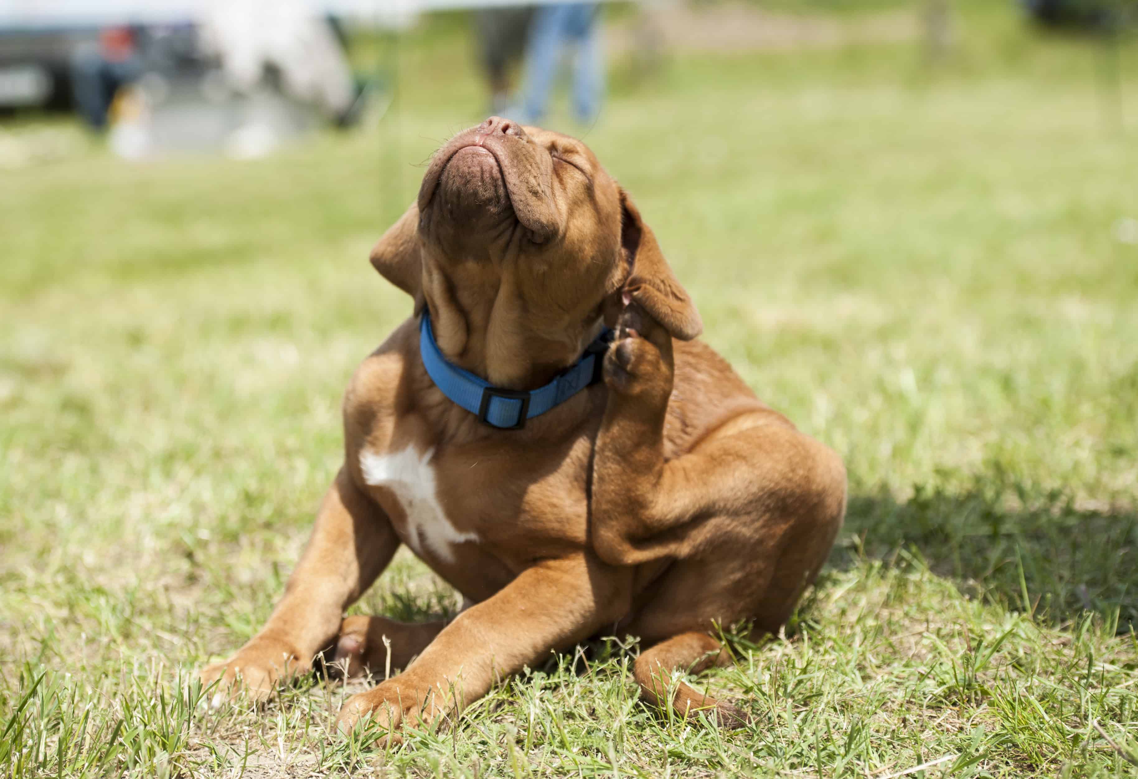Pest Prevention – Stay Ahead of Fleas and Heartworm