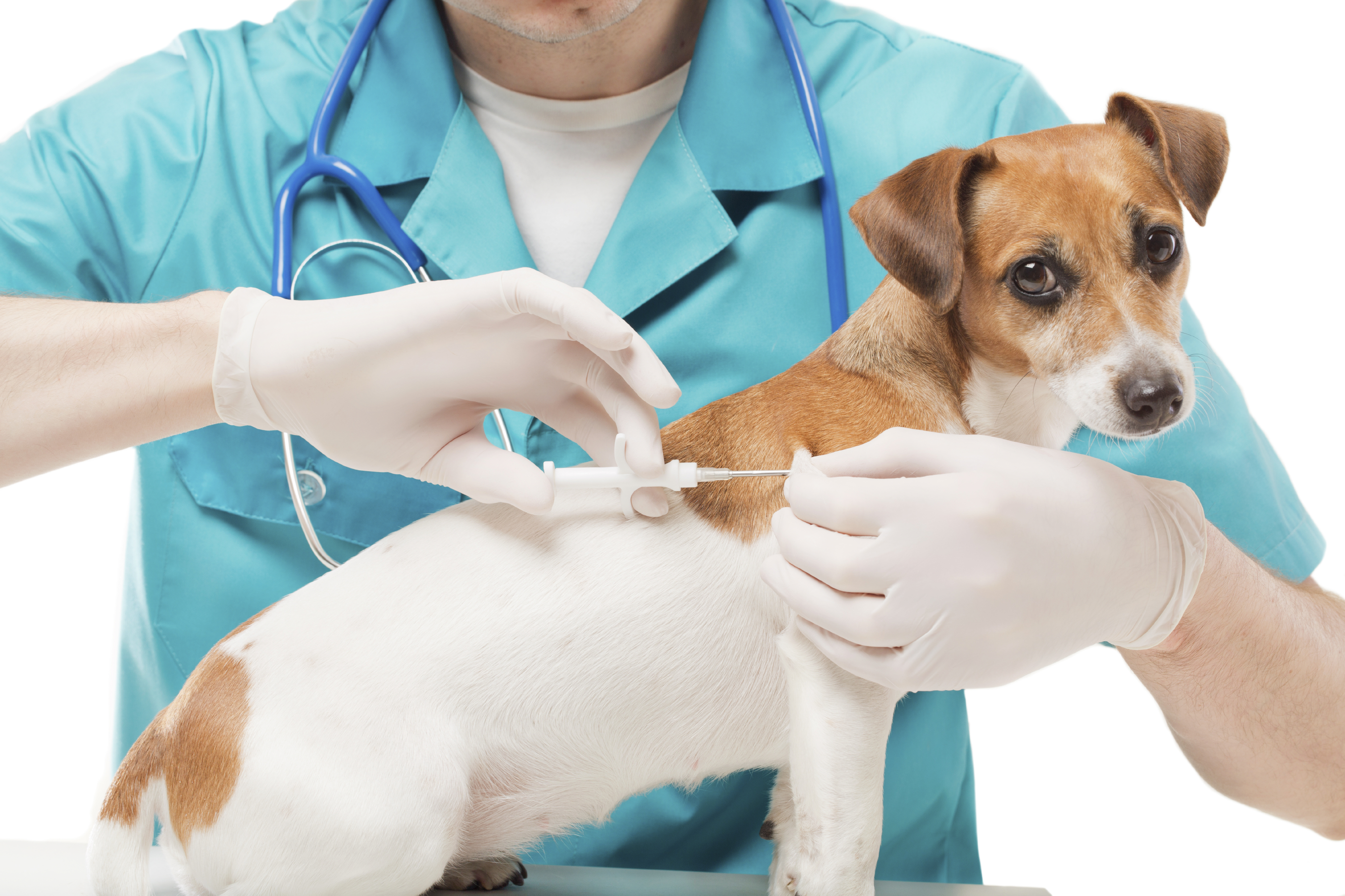 Rocklin, CA Veterinary Blog Lost and Found The Benefits