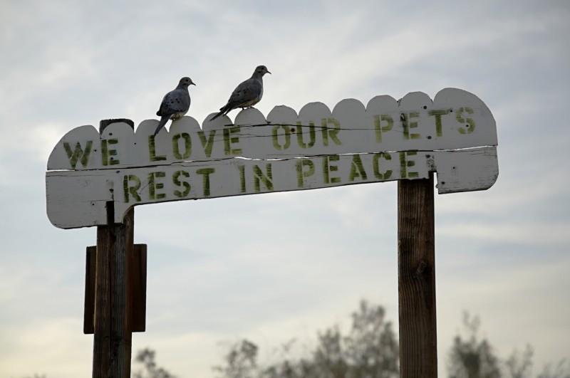 Mourning doves perched on a sign in a pet cemetery, Andrade, California.