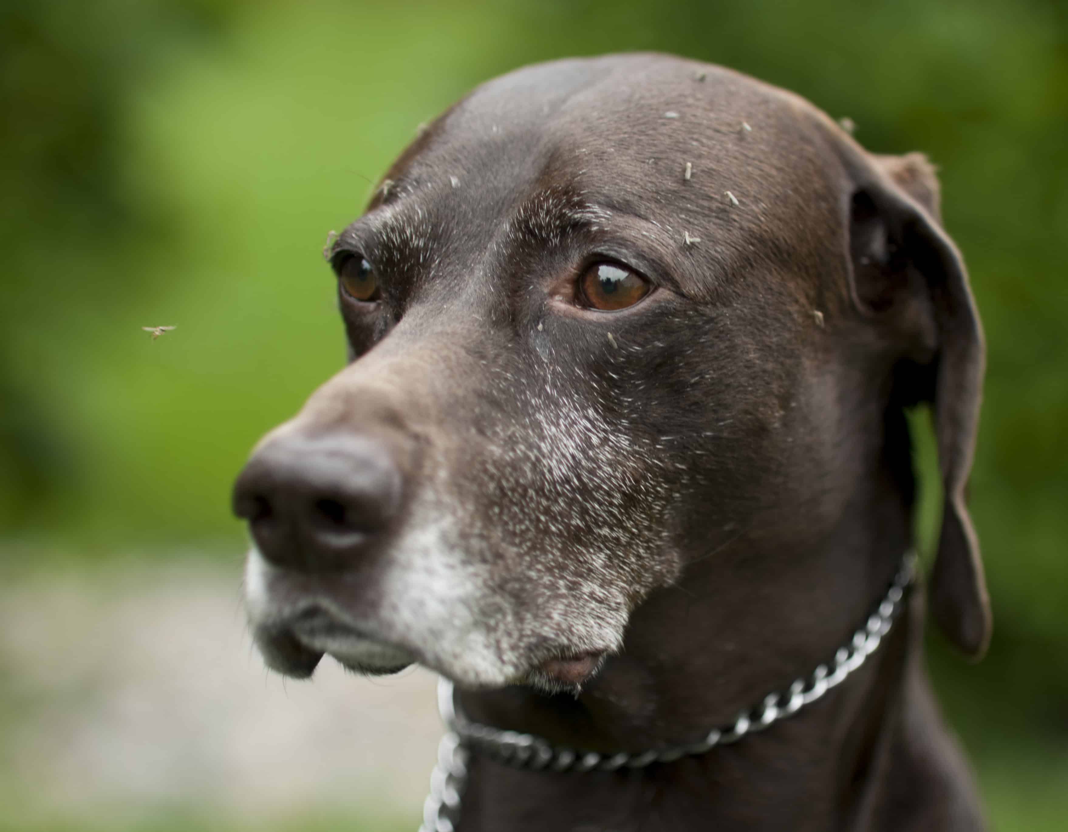 A Preventable Problem: Exploring Heartworm Disease