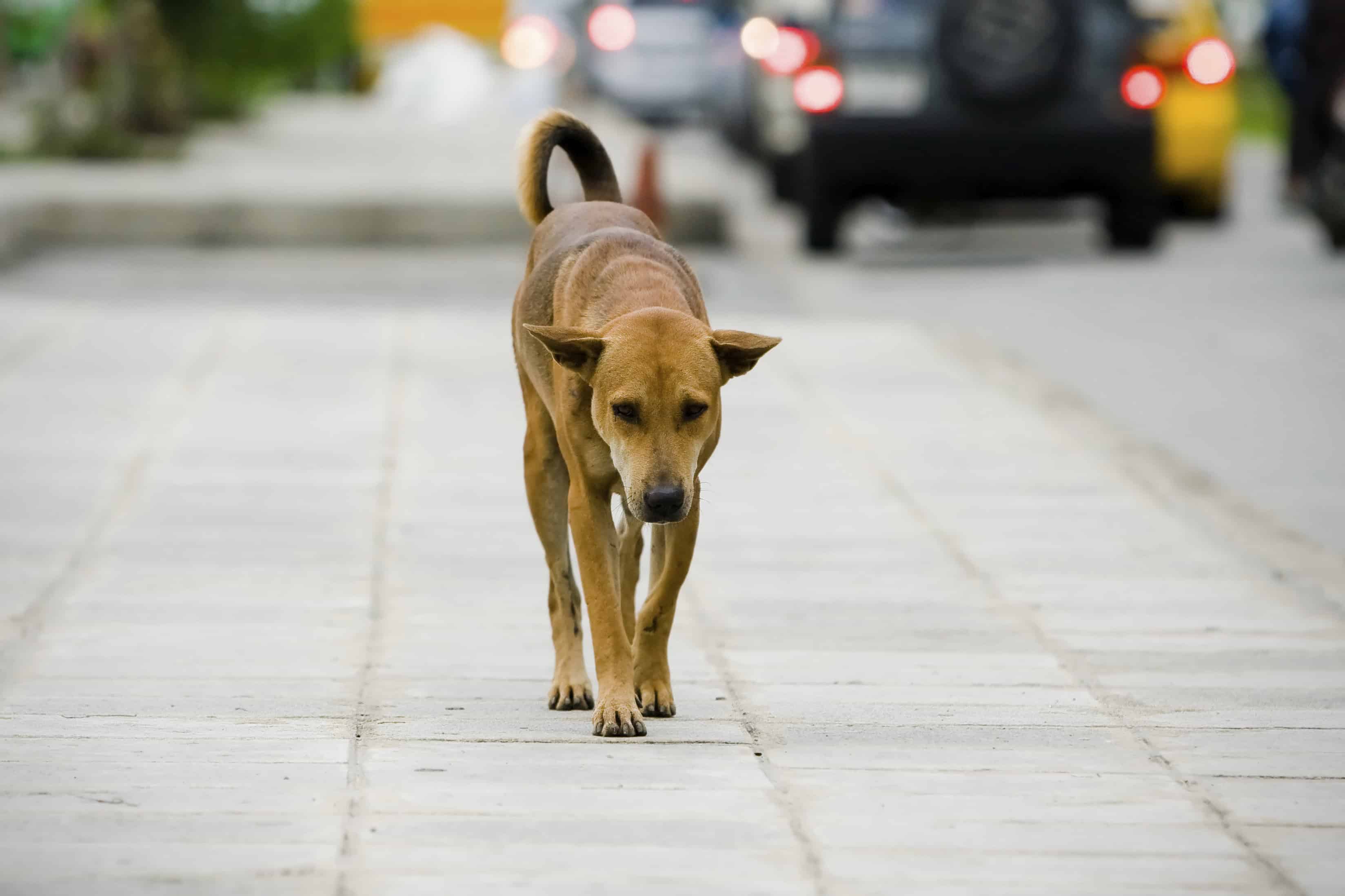 The Most Effective Tactics to Use When Your Pet is Lost