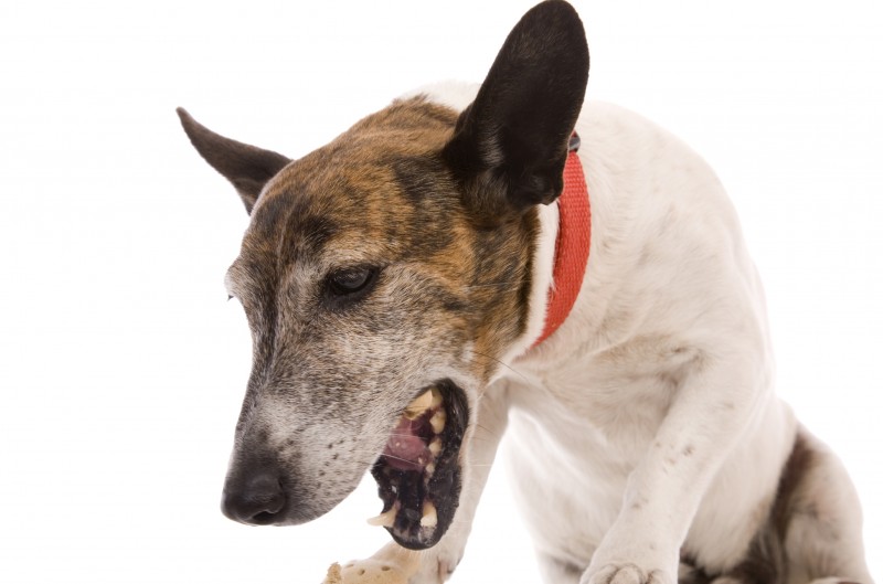 A white and brown older dog coughing