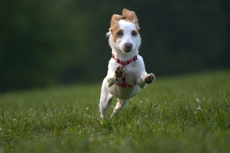 A white and tan dog running in a field