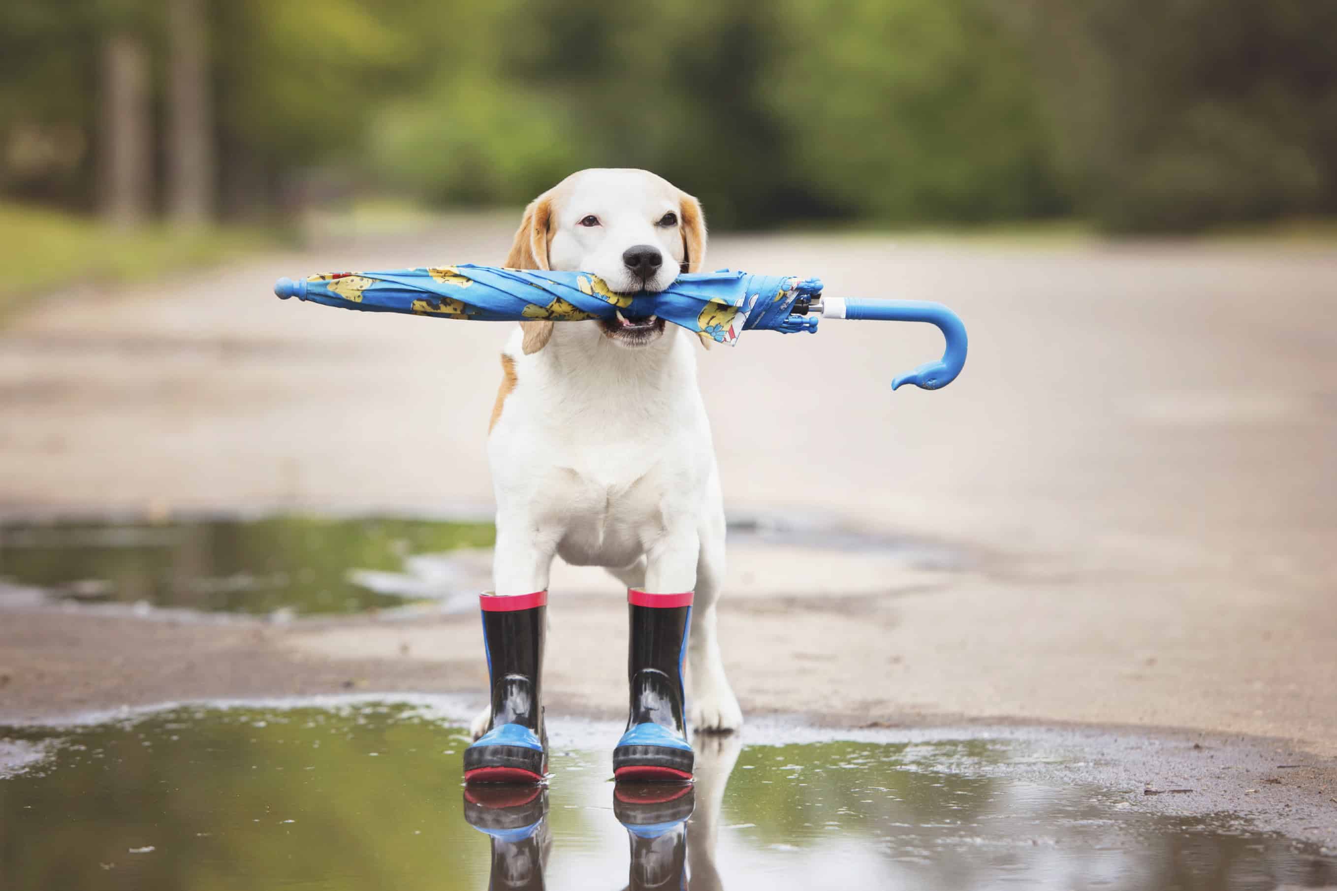 Cuddles or Puddles Caring for Your Dog in the Rain Rocklin Ranch Veterinary Hospital