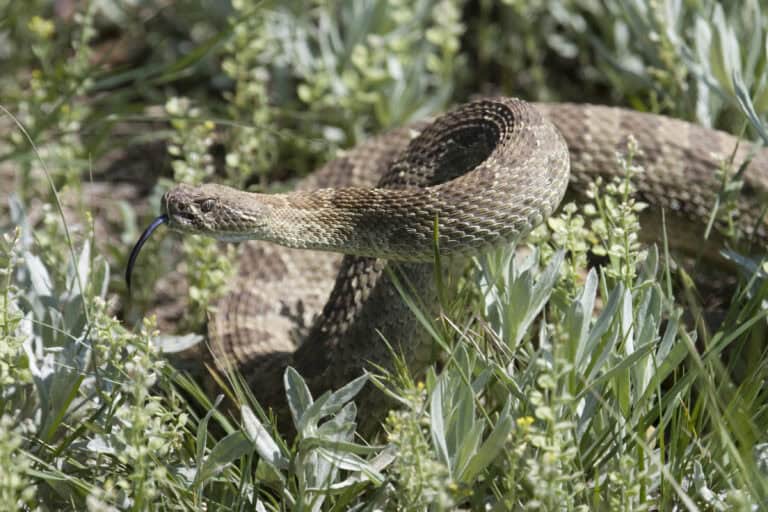 Rocklin, CA Veterinary Blog What You Need to Know About the