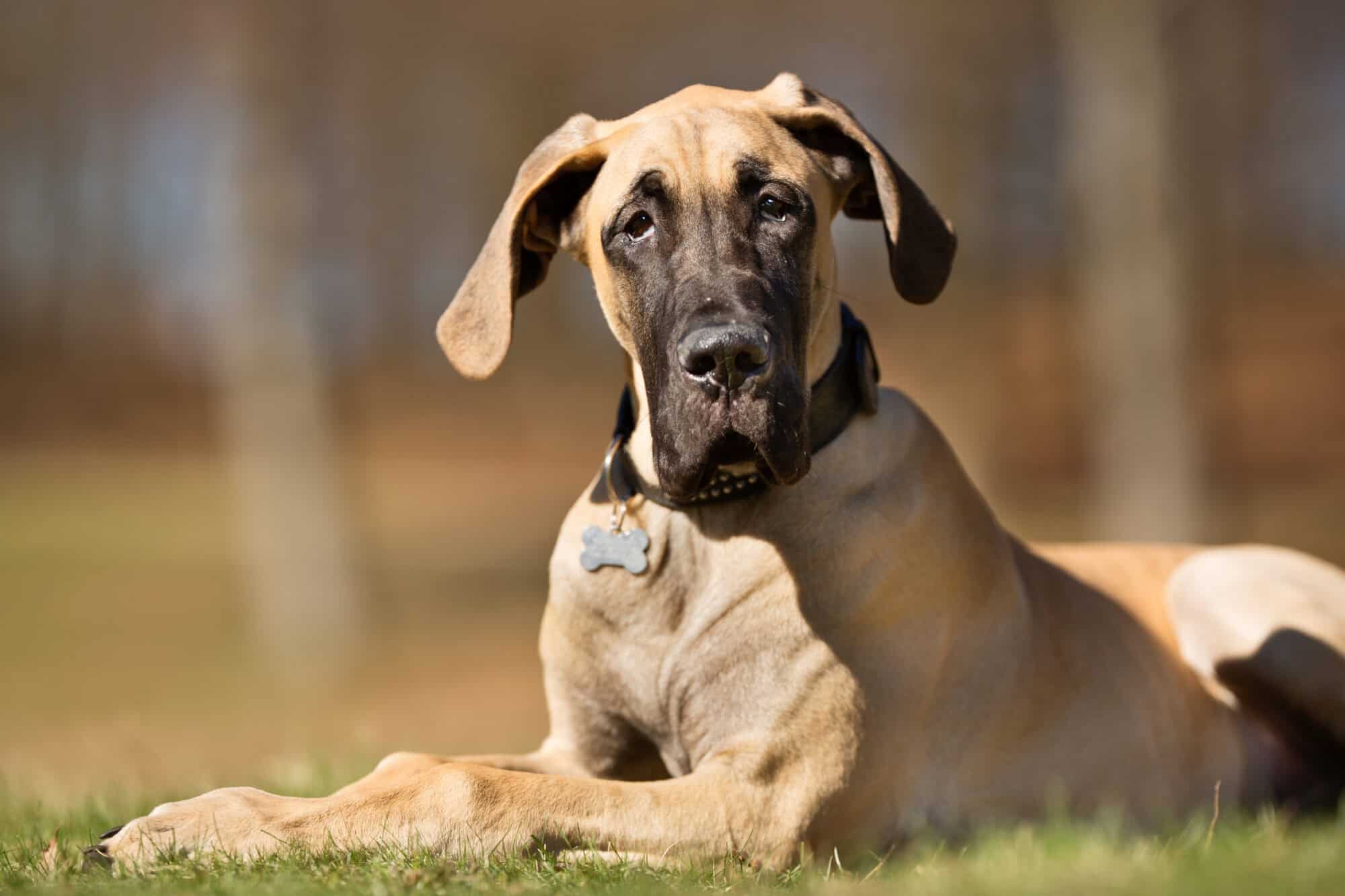 Knowing the signs of Bloat in Dogs.