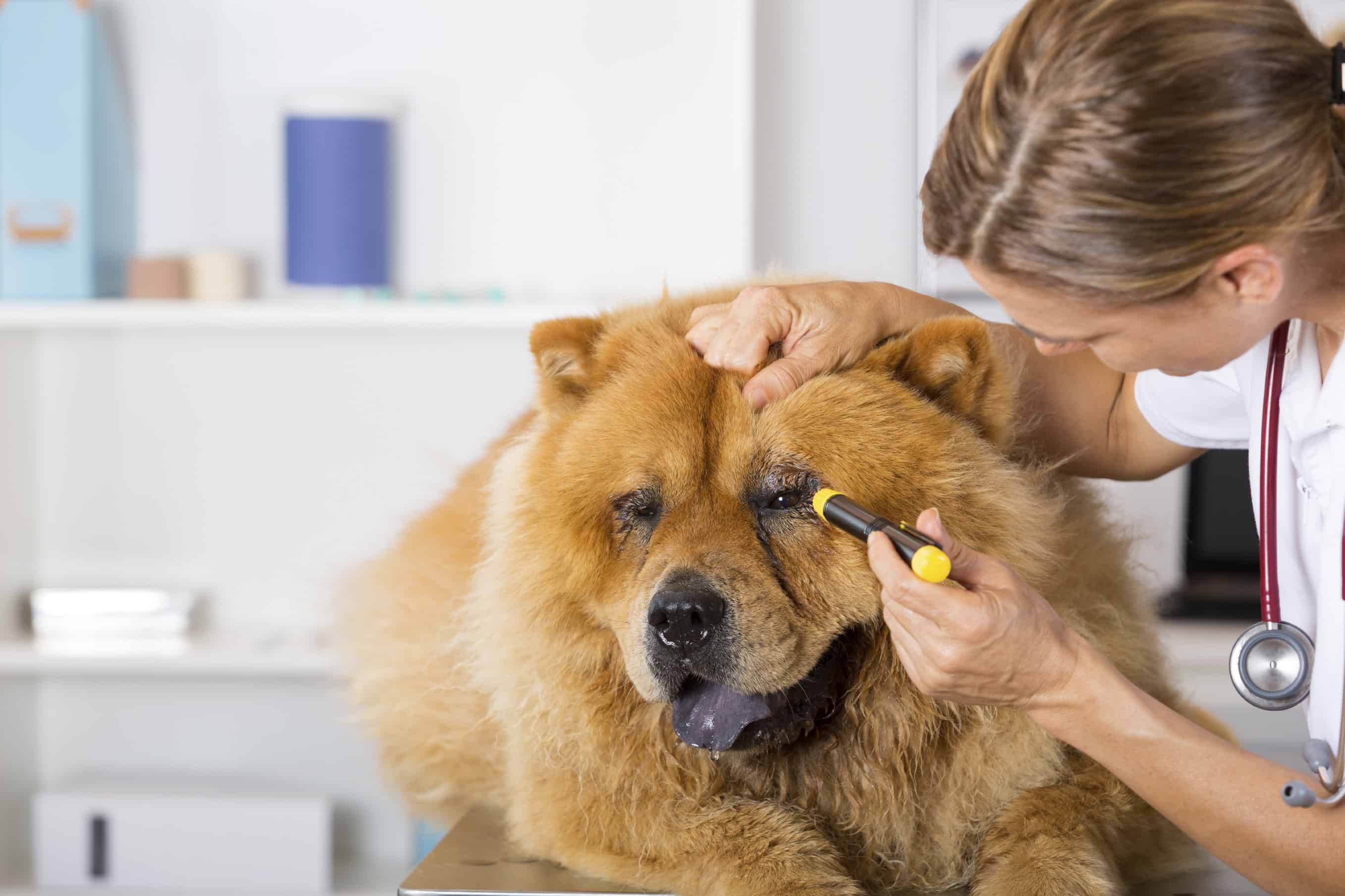 Here’s Looking at You: Understanding Pet Eye Care