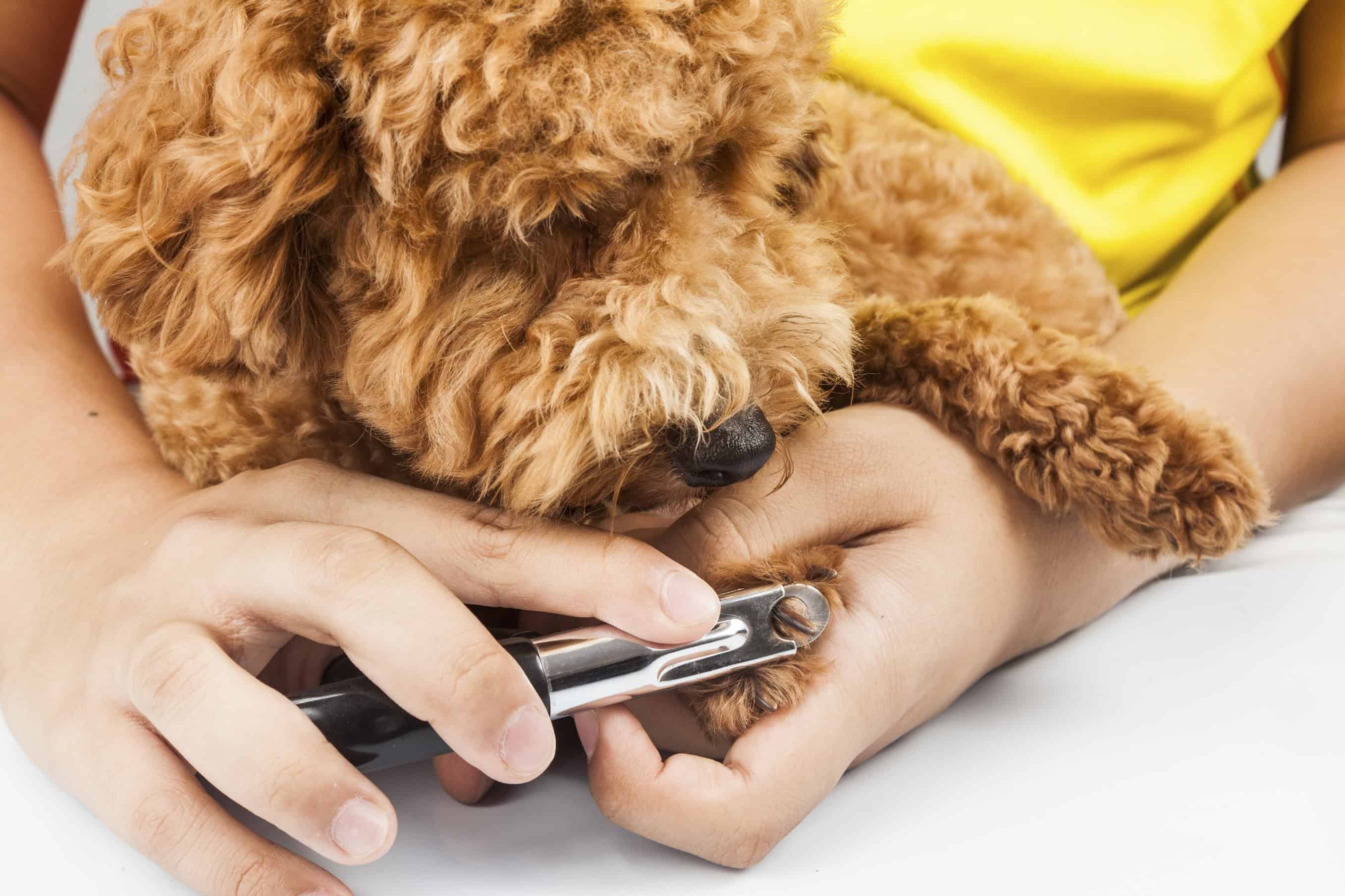 Fancy Feet: Pet Nail Trimming Basics