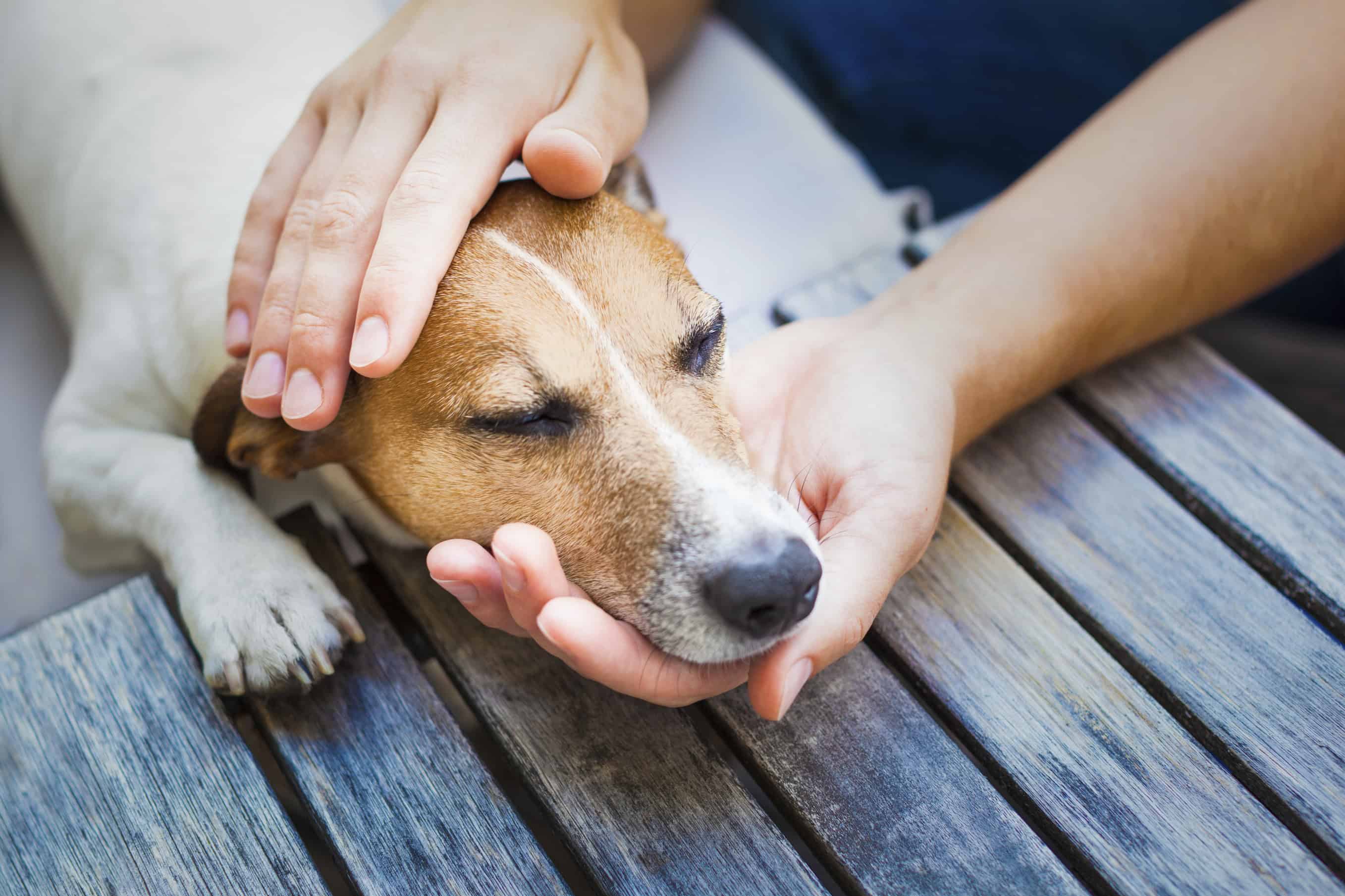 Crossroads: Saying Goodbye to a Pet is Never Easy