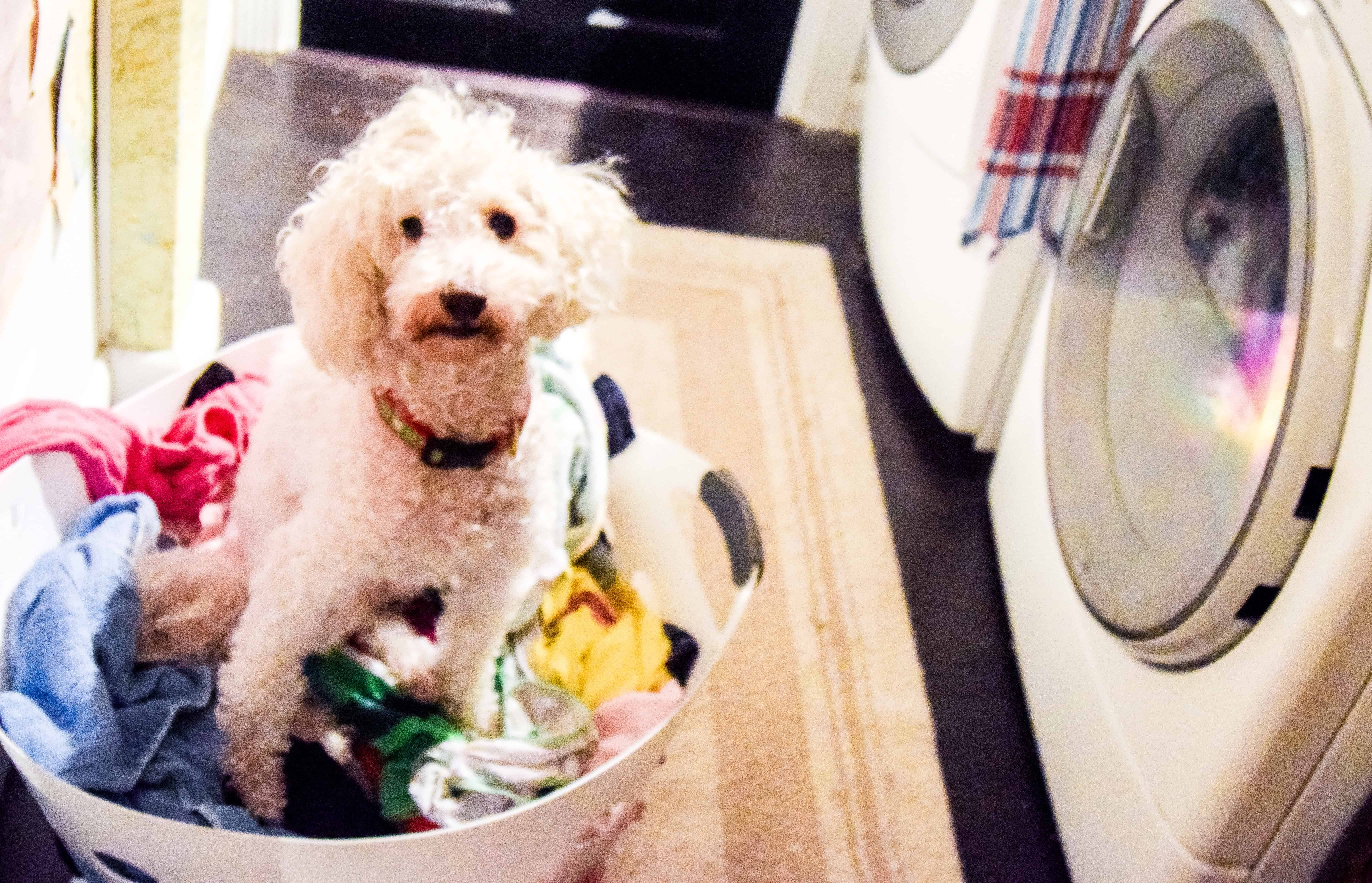 Spring Clean Safely with Our Pet-Friendly Cleaning Tips