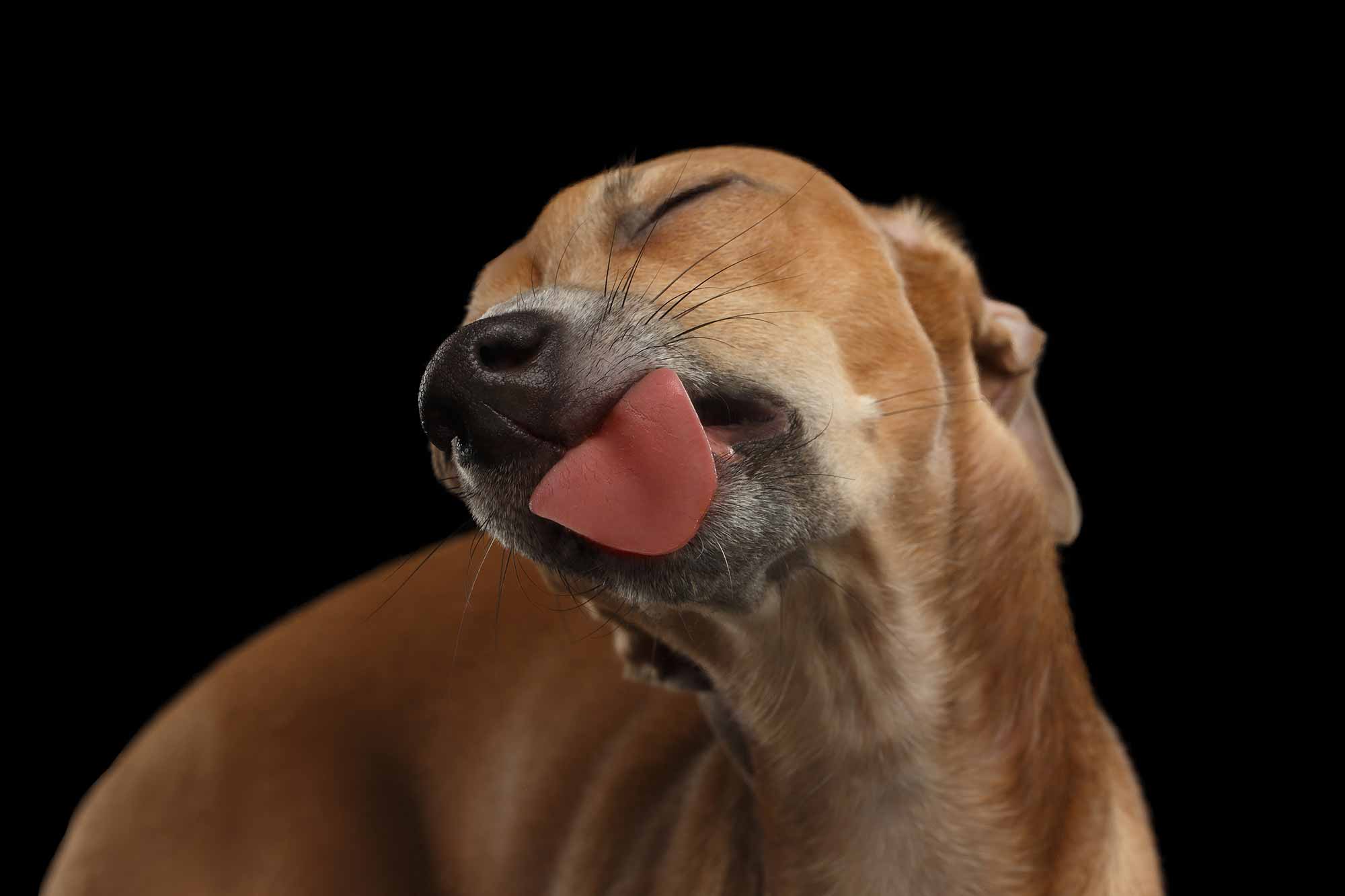 Why do dogs like to lick ear wax