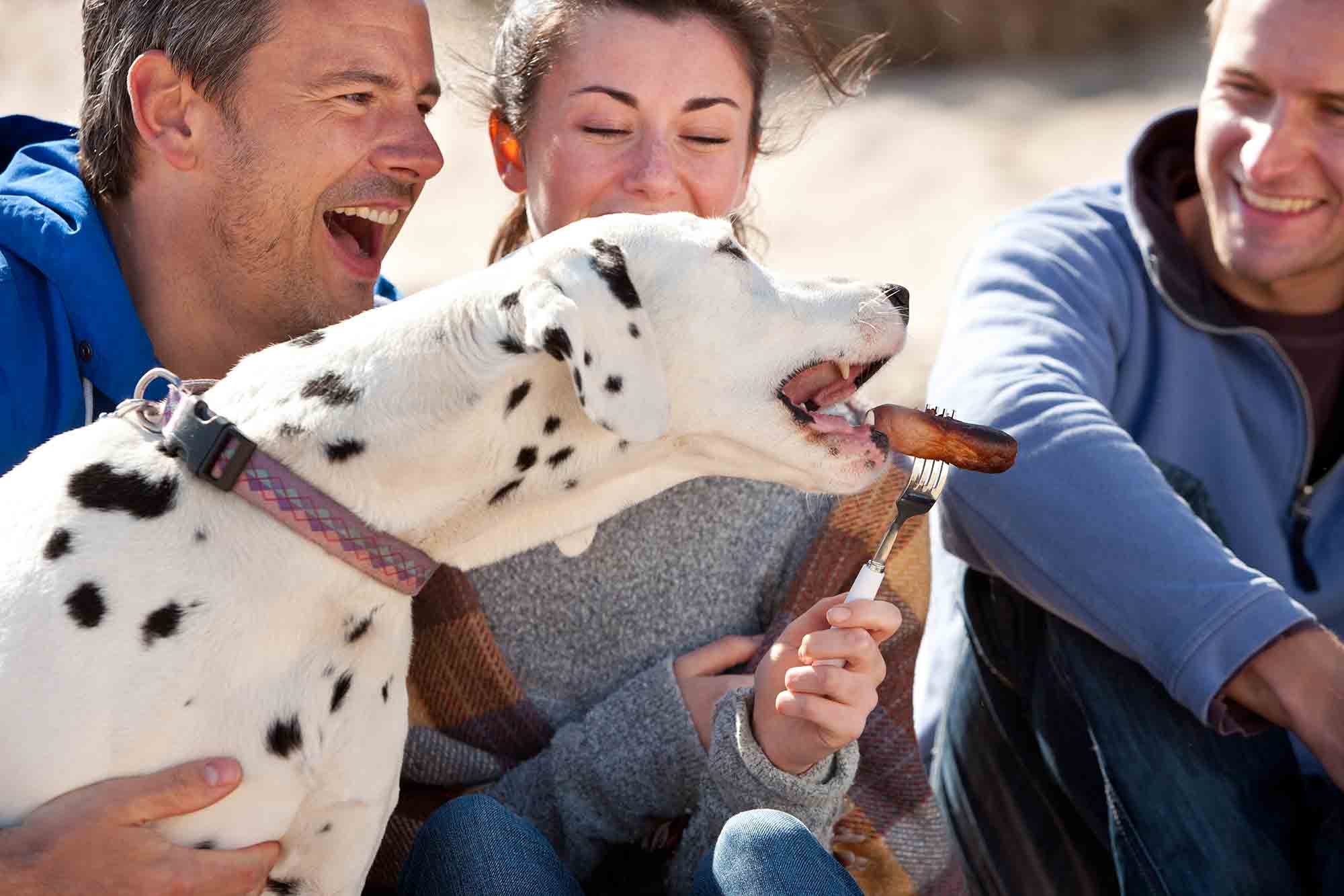 Have No Worries With Our Pet Party Safety Tips
