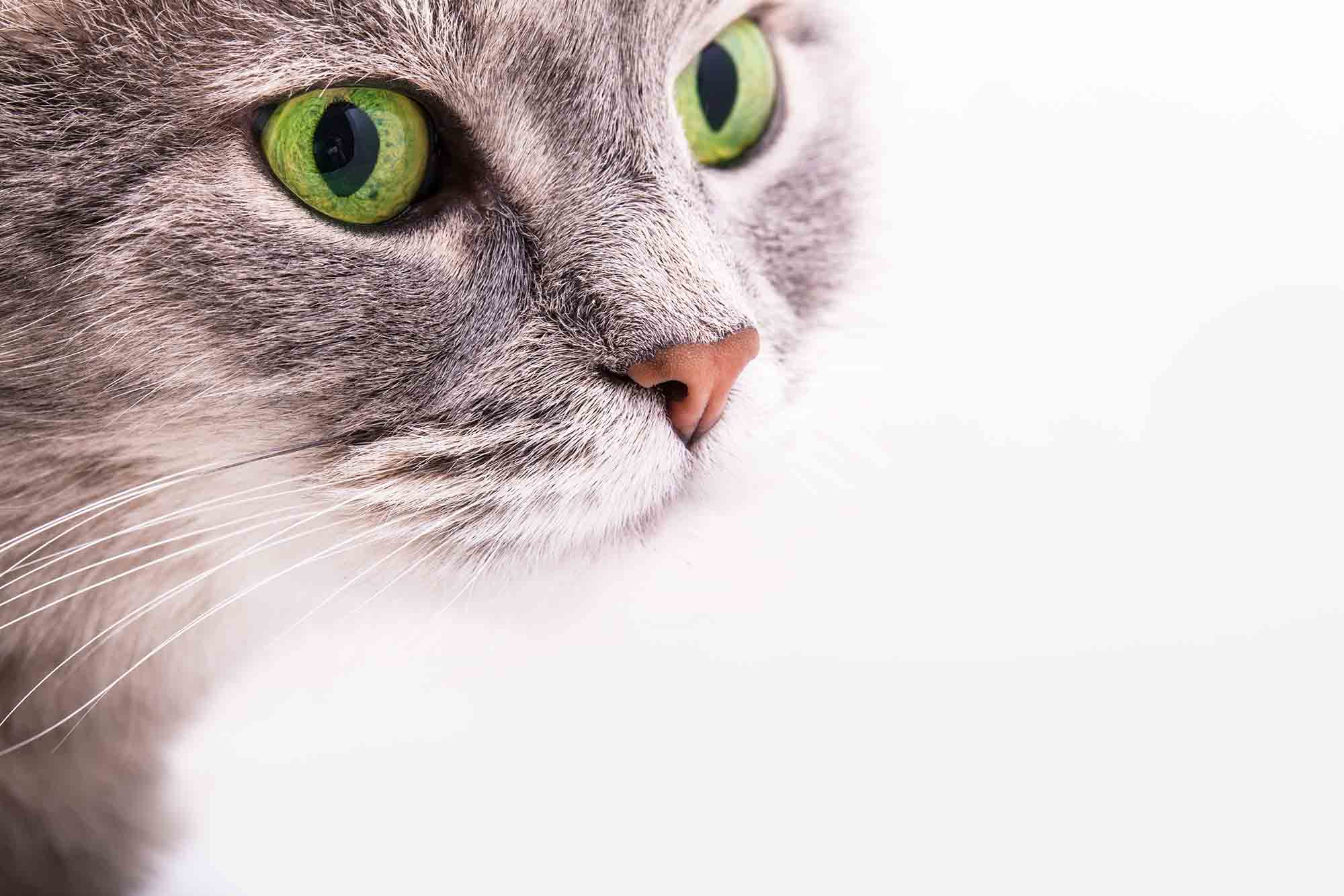 Prevailing Cat Myths and the Proof Against Them