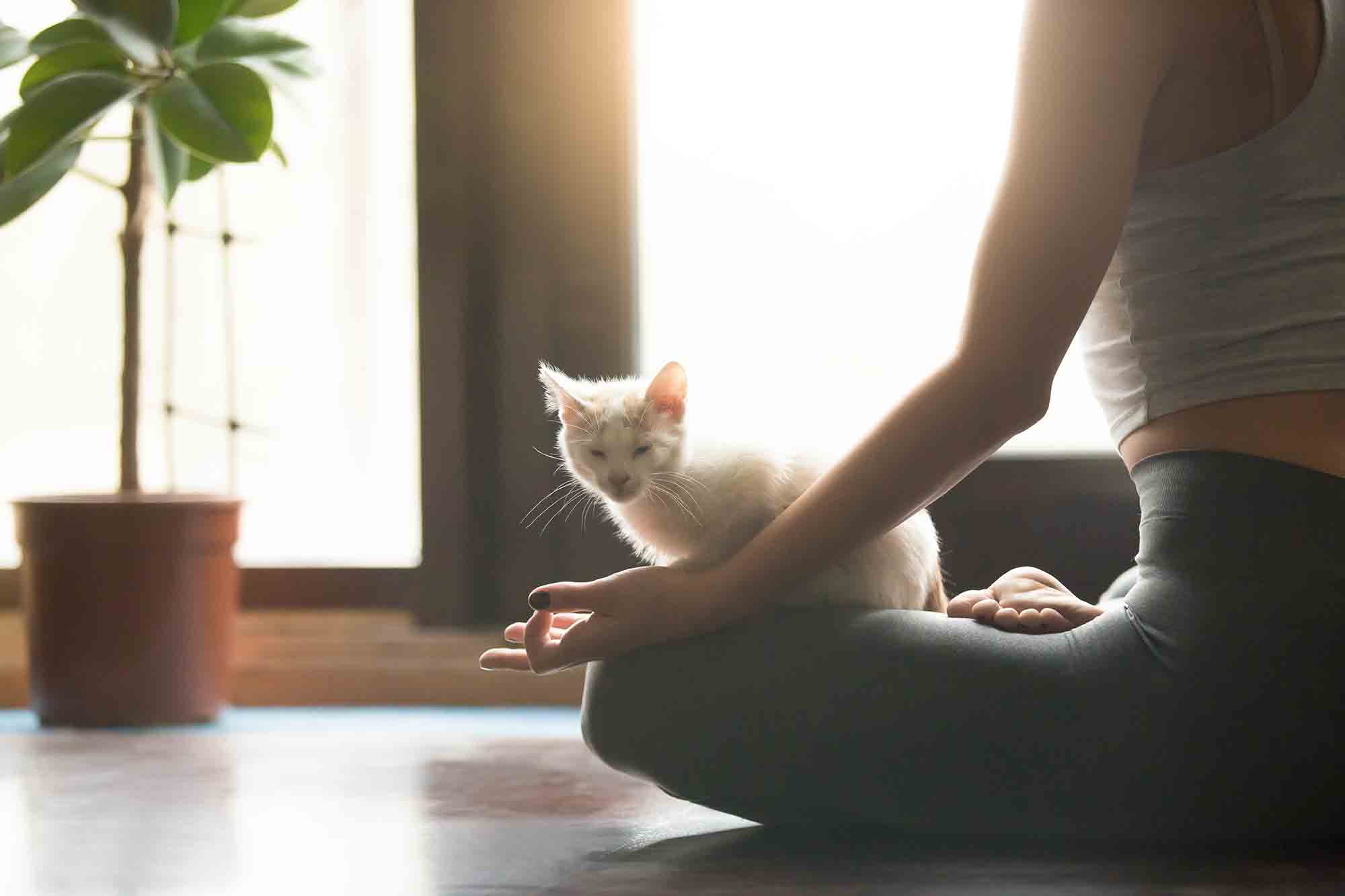 Rocklin, CA Veterinary Blog | Why Pet Yoga is a Fast-Growing Trend