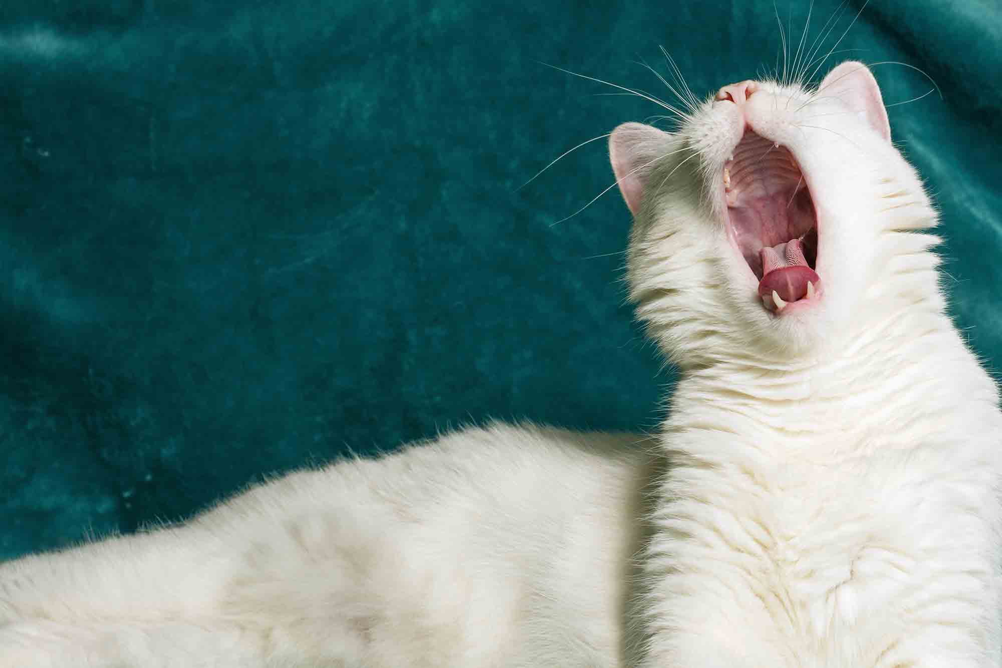 More Than Just a Pain: What to Do About a Broken Tooth in a Pet