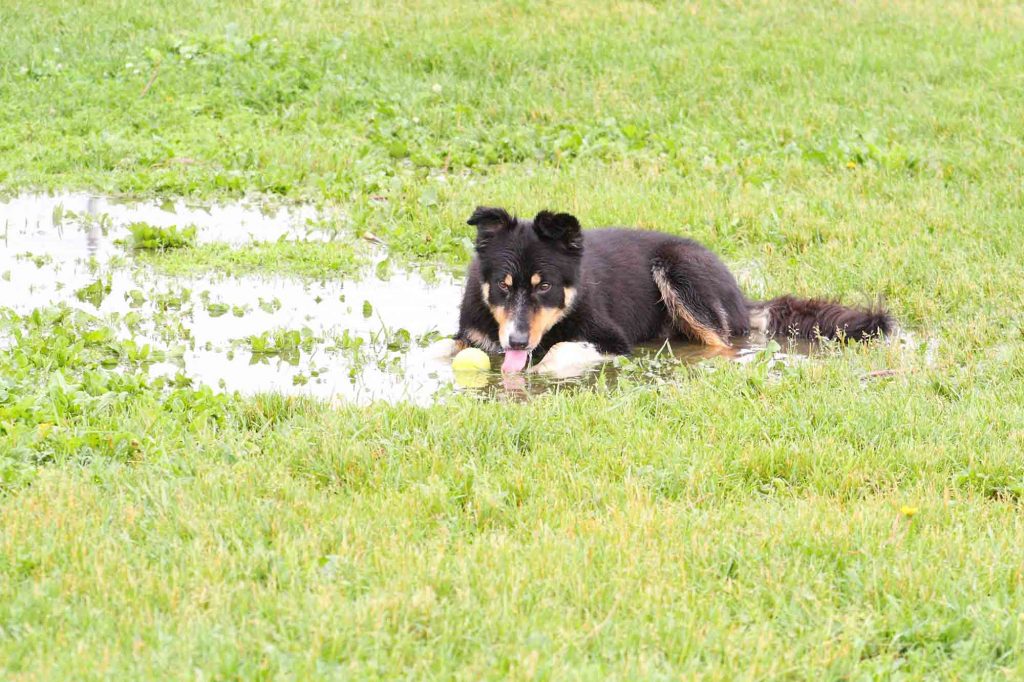 A dog laying in a wet field