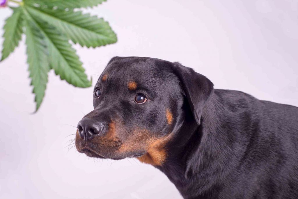 Cannabis and pets - a dangerous combination