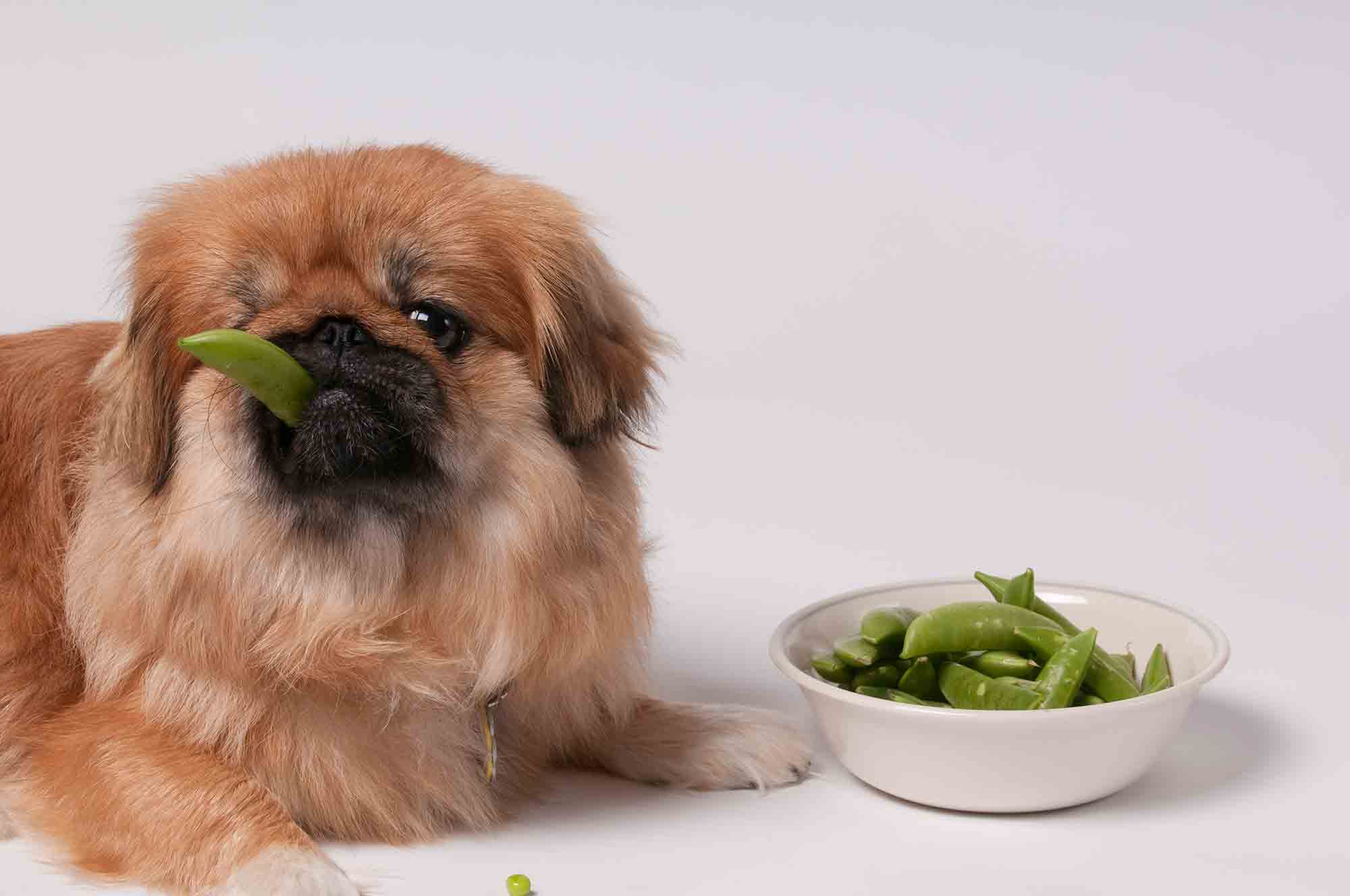 Easy as 1-2-3: How to Create Healthy Pet Treats at Home