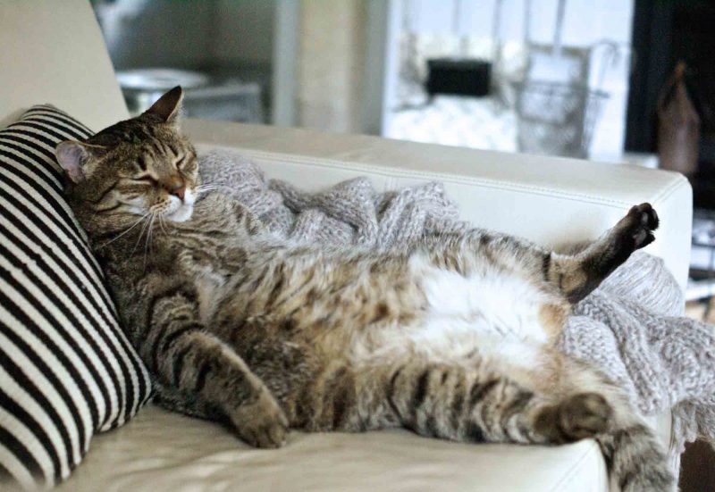 An overweight pet is not funny, nor is it good for pet health