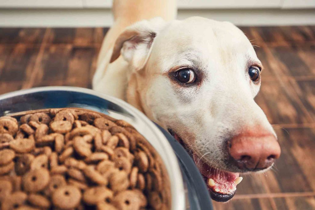 Dog with therapeutic pet diet