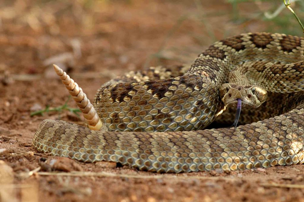 Can the rattlesnake vaccination for dogs help save your dog from a snake bite?
