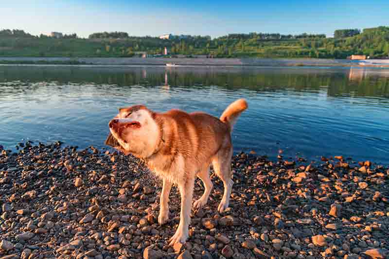 Water safety tips for pets can make swimming with pets fun!