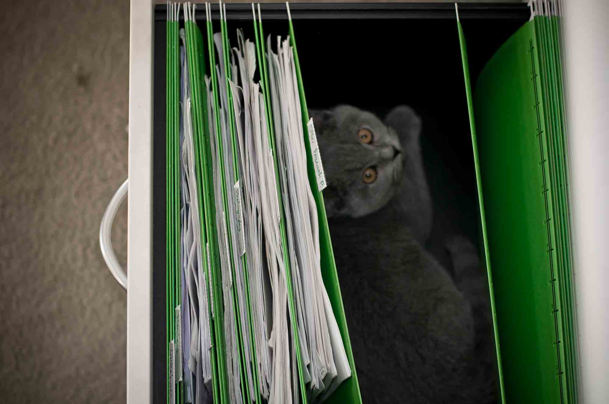 A cat sitting in a file cabinet