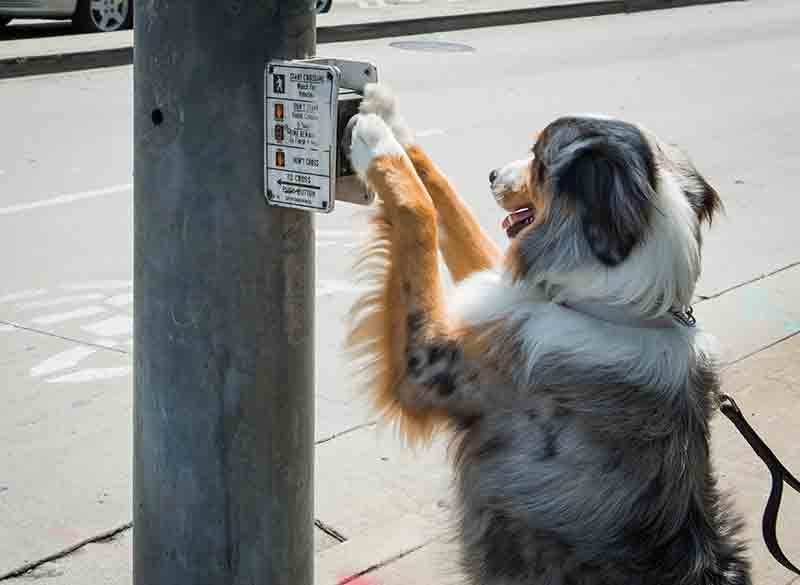 A Shout-Out to All (Legitimate) Service Animals!