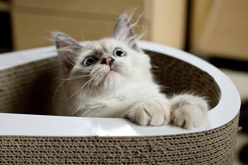 A white and gray cat in a cat bed