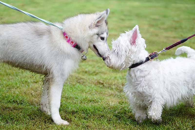 Dog park etiquette can make playing with your dog fun