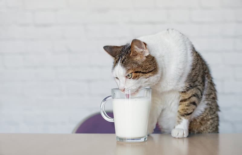 Cats and milk don't lend themselves to a healthy cat.