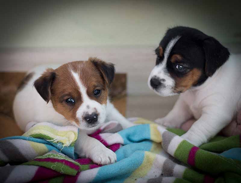 If you socialize your puppy, dog training and dog behavior will be better, later in life.