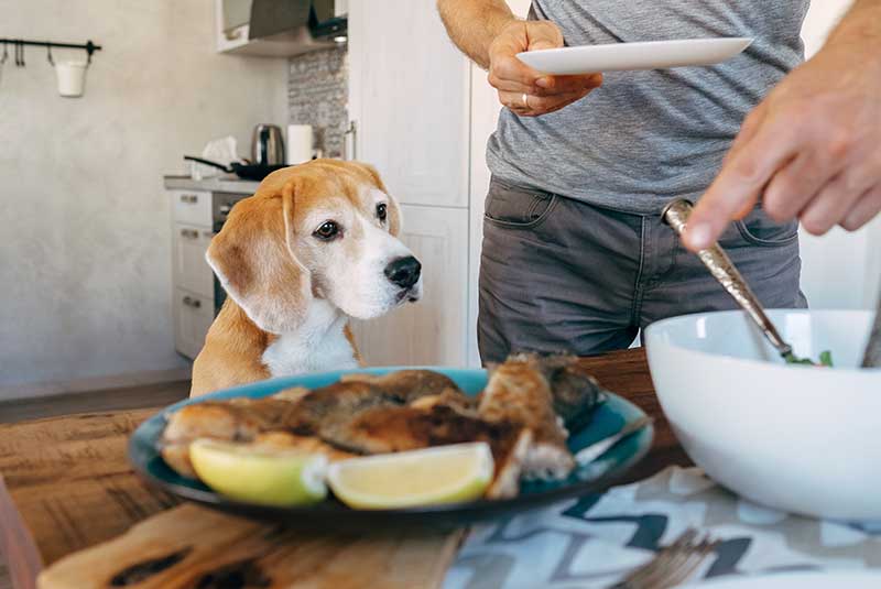 Pets and people food can be a threat to pet nutrition