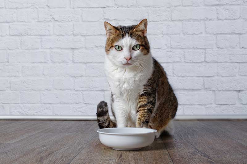 Pet diabetes can be an outcome of pet obesity